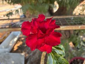 Lot 249